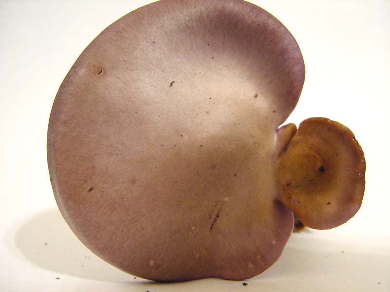 entoloma sinuatum?????